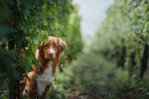 Winemaking is Going to the Dogs!
